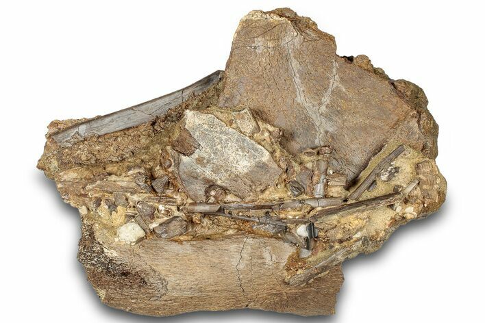 Fossil Dinosaur Bones and Tendons in Sandstone - Wyoming #301796